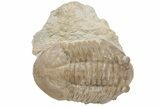 D Asaphus Plautini Trilobite Fossil - Russia #200409-2